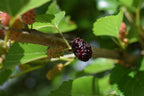 Mulberry 'Capsrum'
