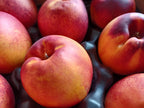 Nectarine 'Pineapple'