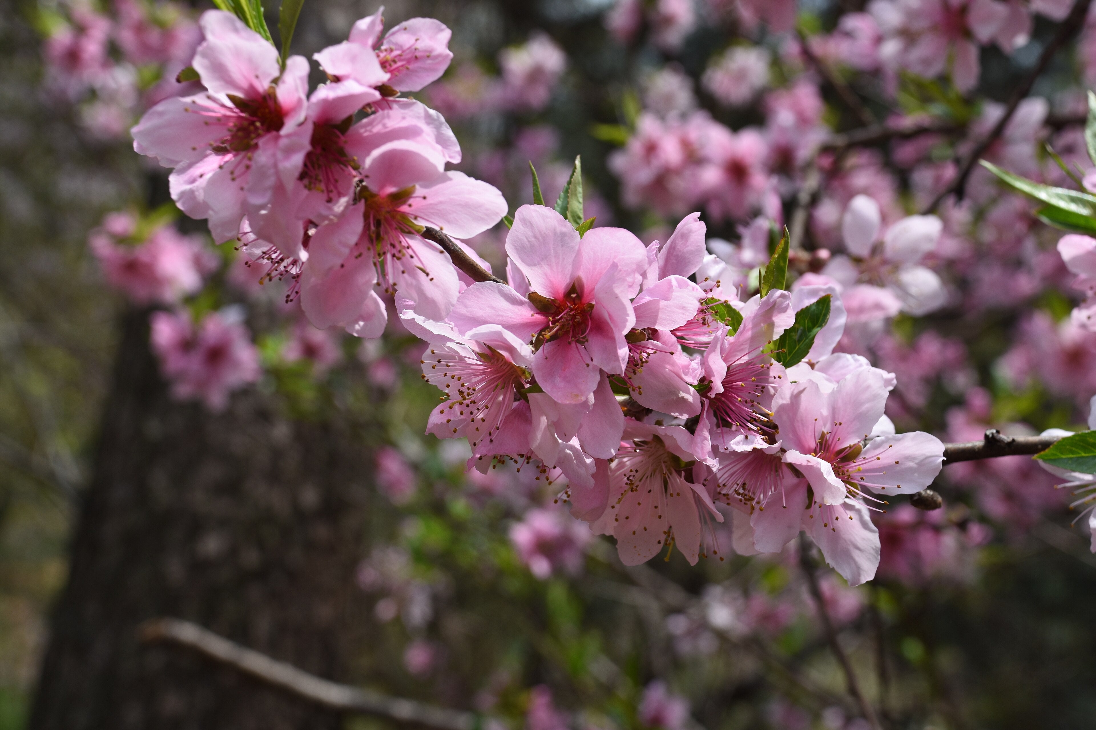 Nectarine 'Pineapple'