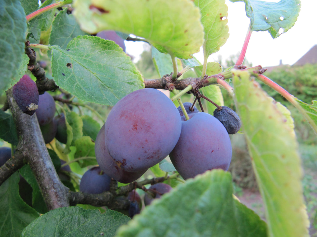 Damson