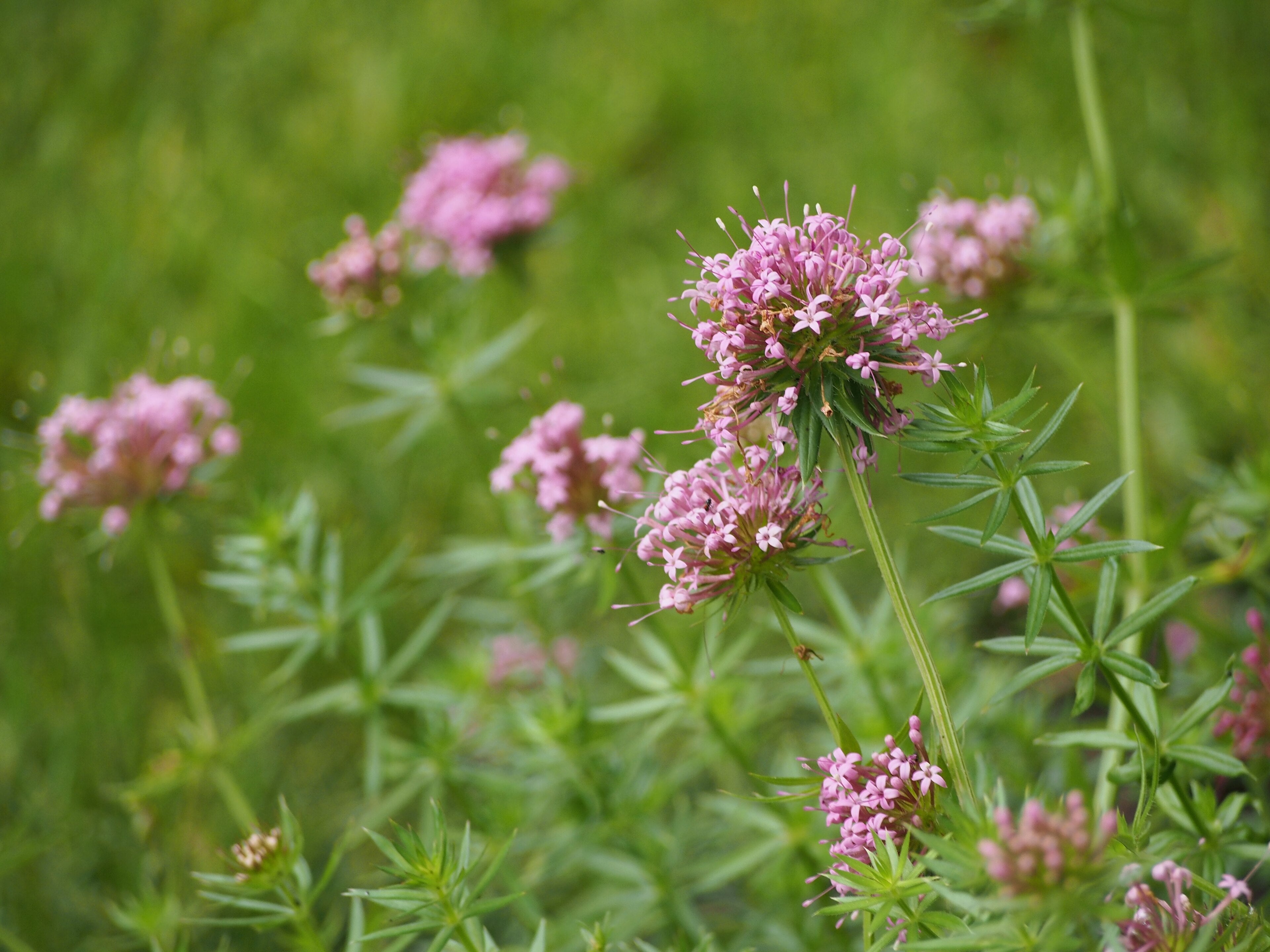 Caucasian Crosswort