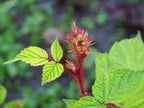 Japanese Wineberry