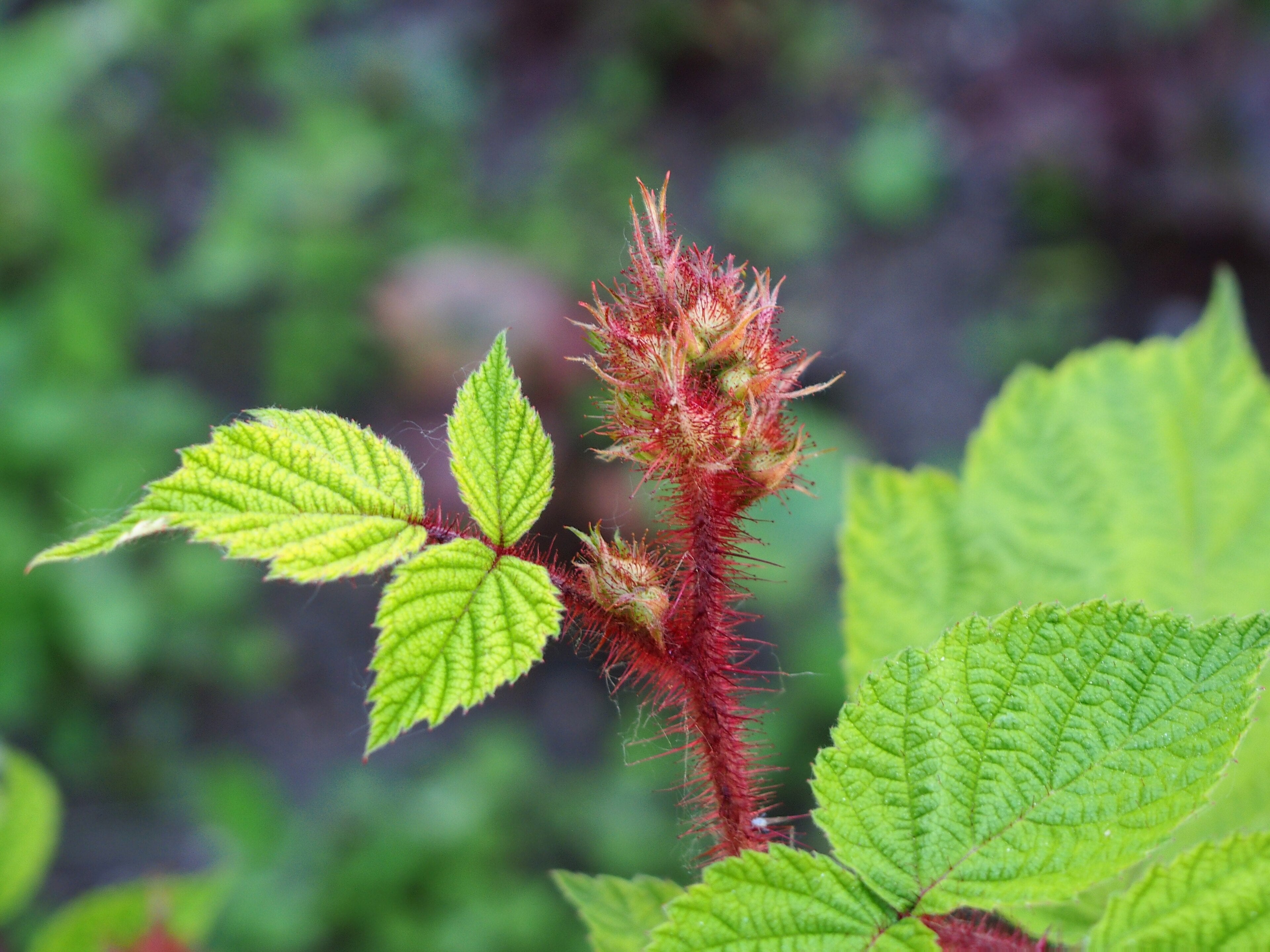 Japanese Wineberry