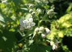Virginia Mallow