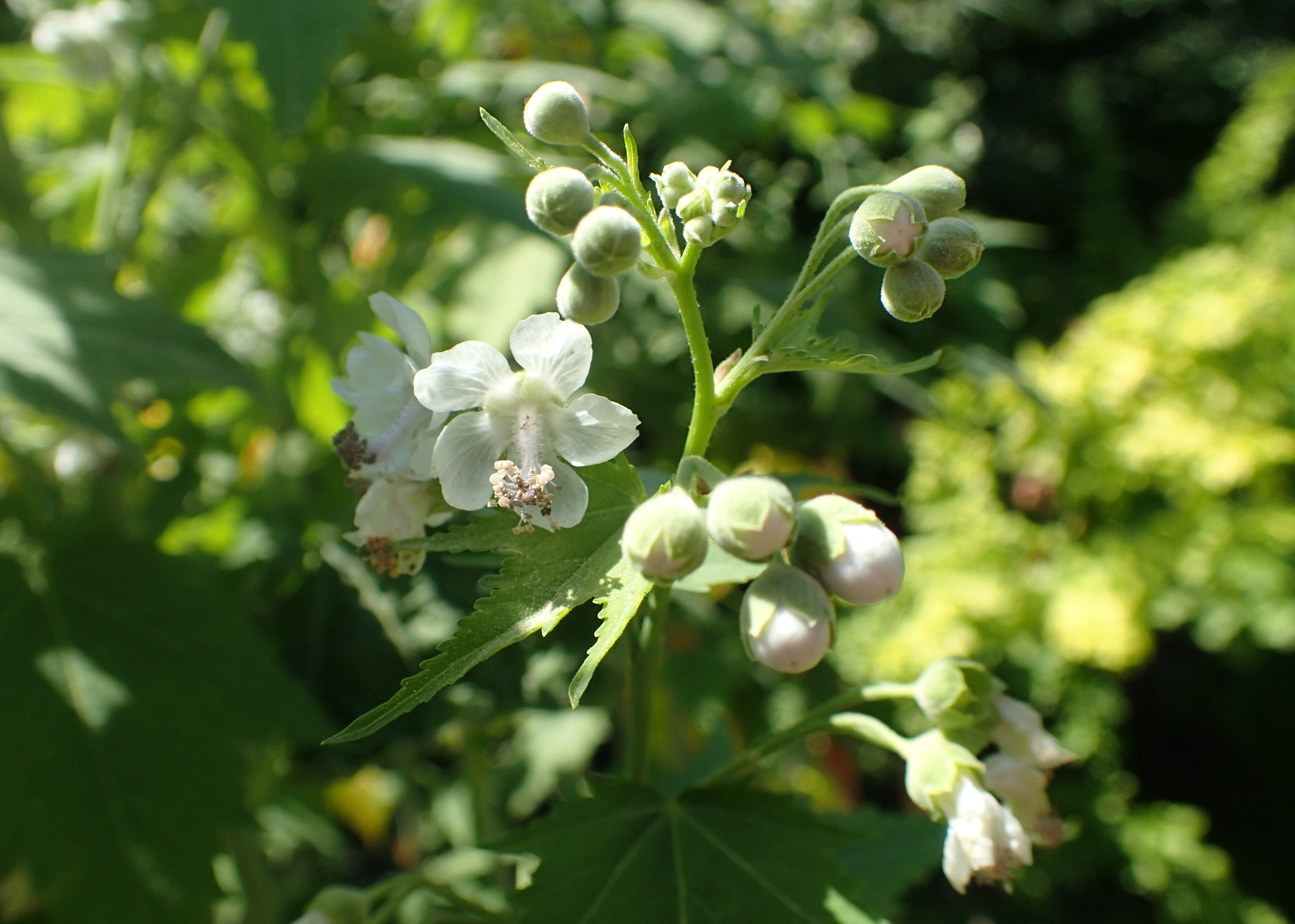 Virginia Mallow