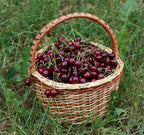 Cherry 'Lapins'