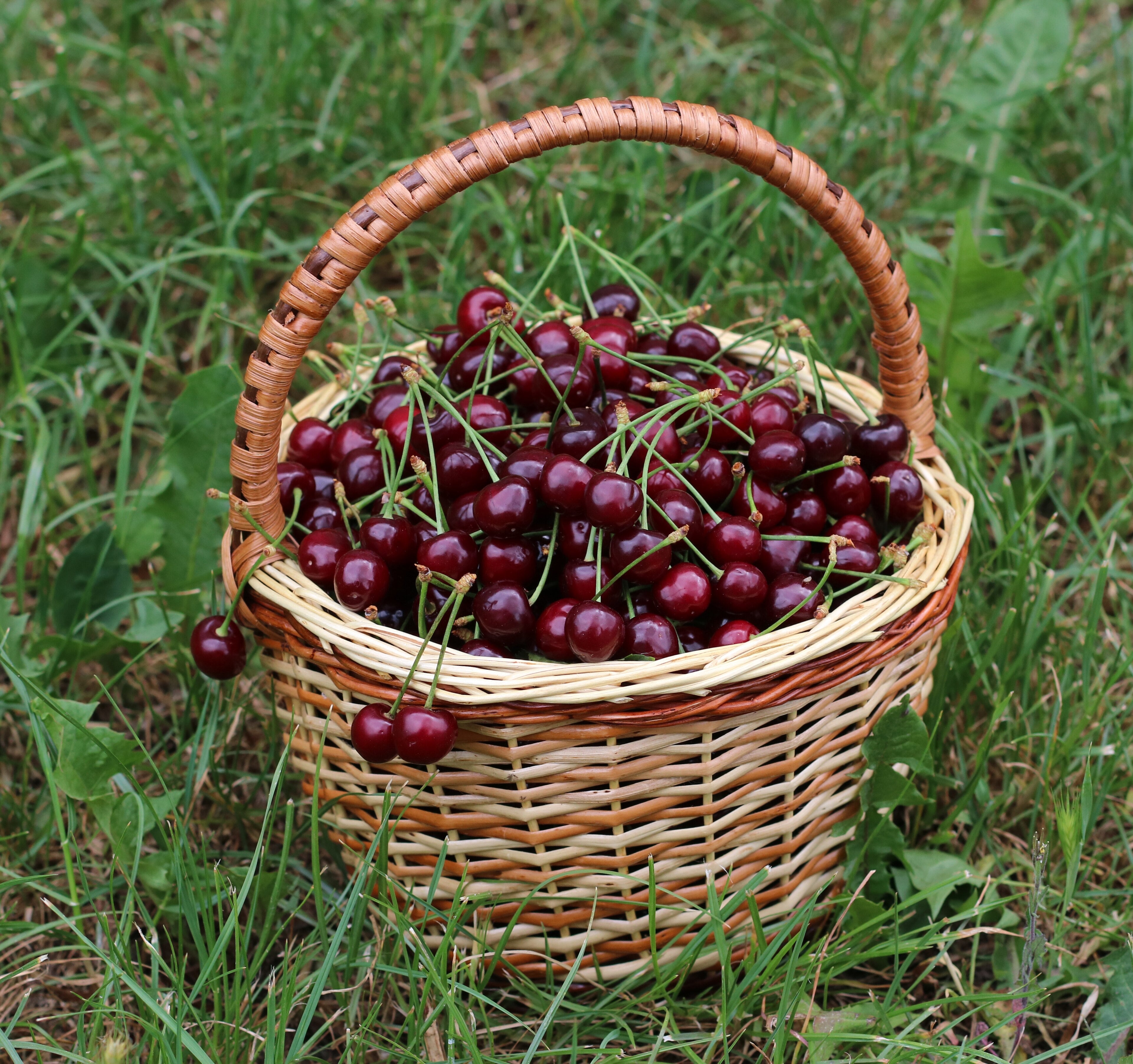 Cherry 'Lapins'
