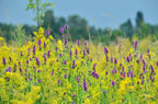 Marsh Woundwort