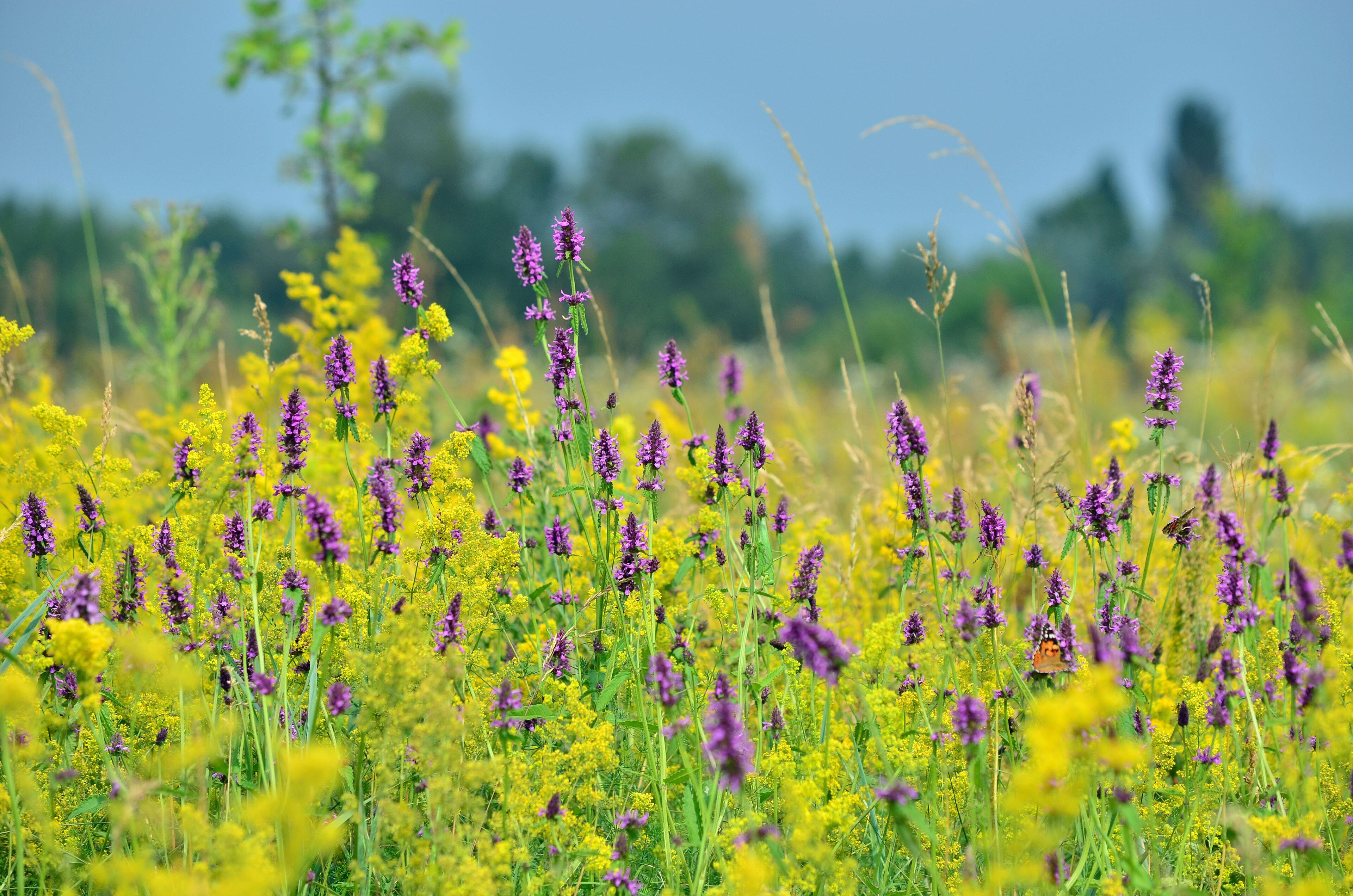 Marsh Woundwort