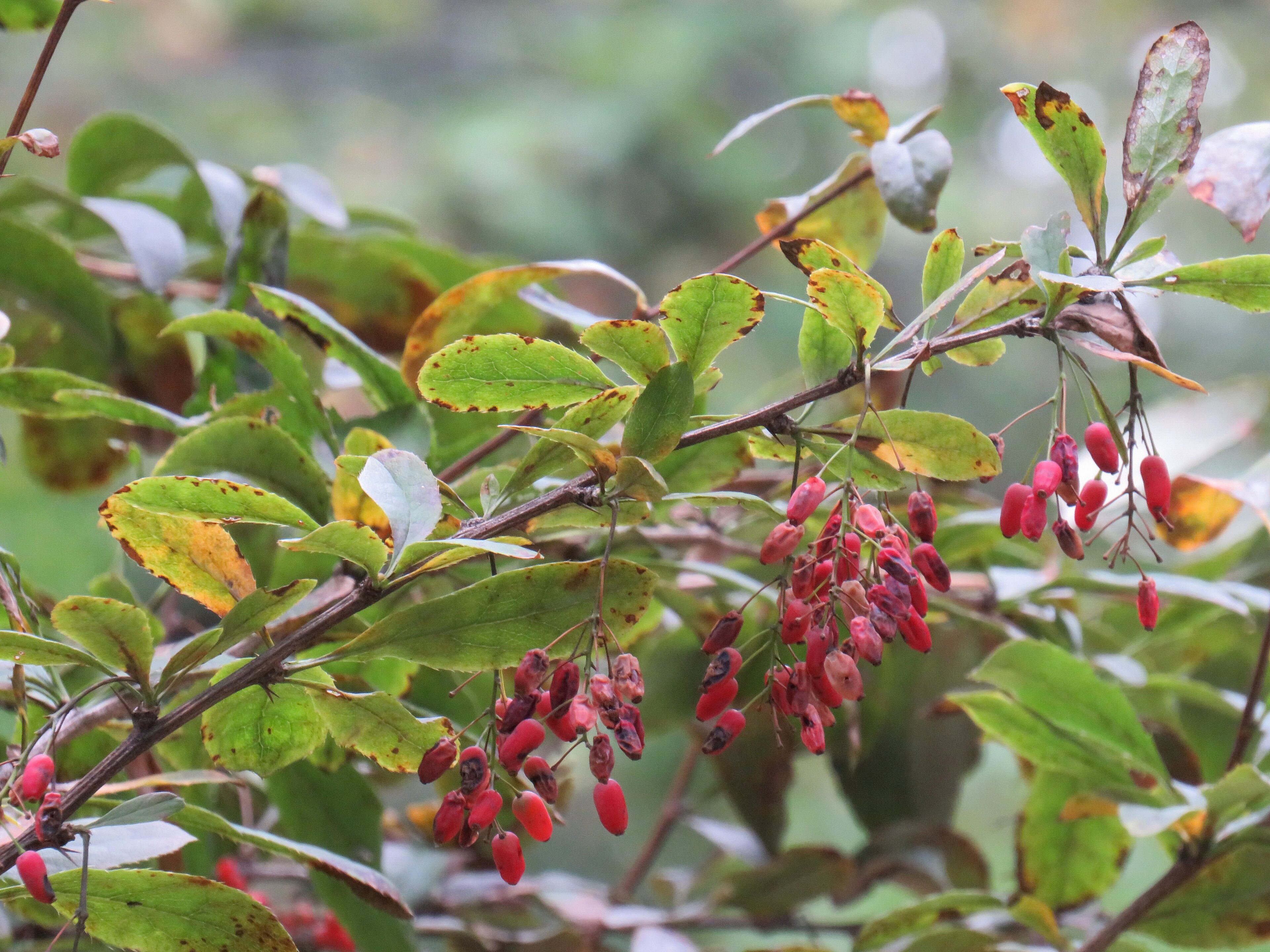 Barberry