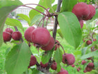 Crab Apple 'Hopa