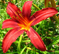 Daylily 'Sammy Russell'