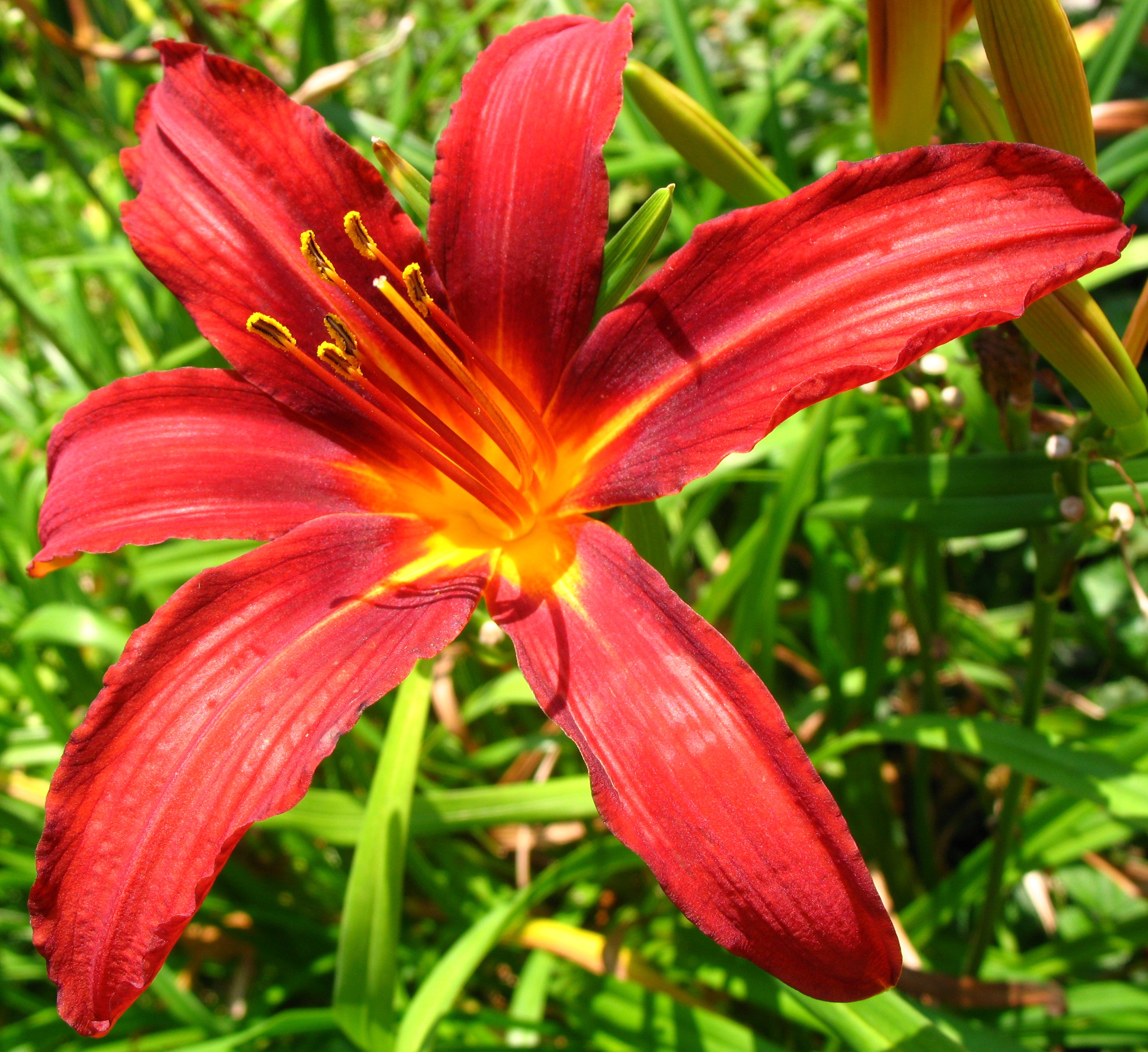 Daylily 'Sammy Russell'