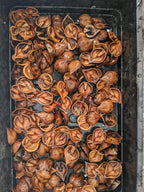 Heartnut 'Adelphi'