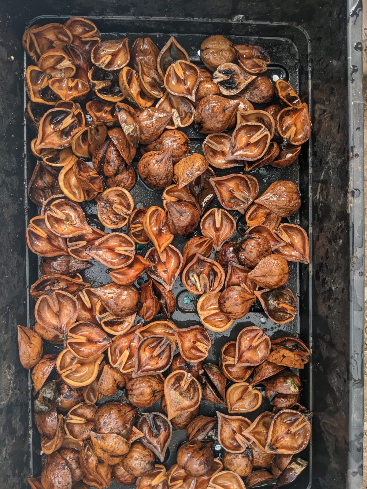 Heartnut 'Adelphi'