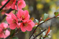 Japanese Quince 'Pink Lady'