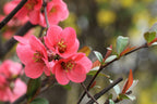 Japanese Quince 'Pink Lady'