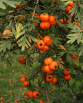 Tansy-leaved Hawthorn