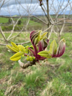 Heartnut 'Adelphi'
