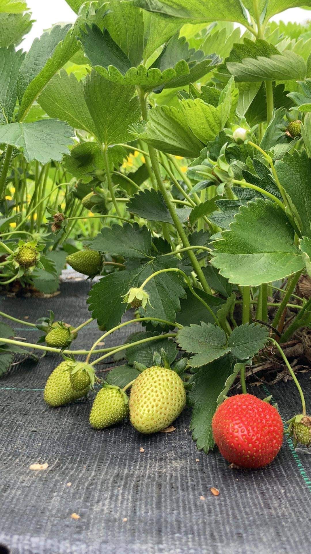 Strawberry 'Cambridge Favourite'