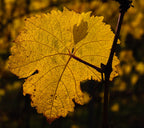 Grape 'Baco'