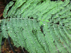 Silver Wattle