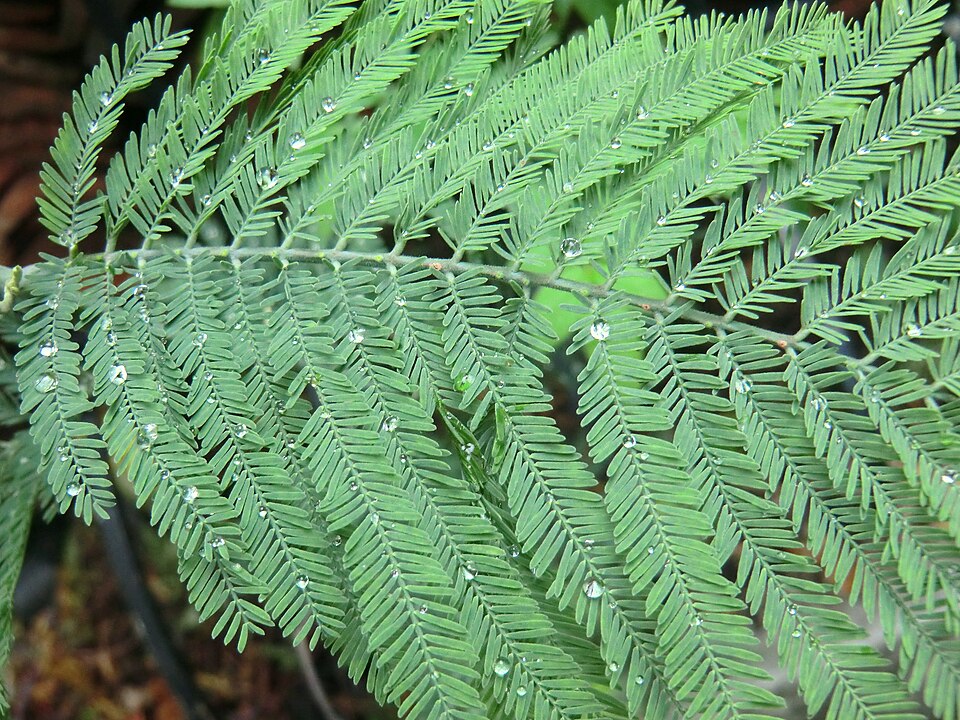 Silver Wattle