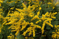 Silver Wattle