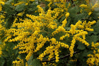 Silver Wattle