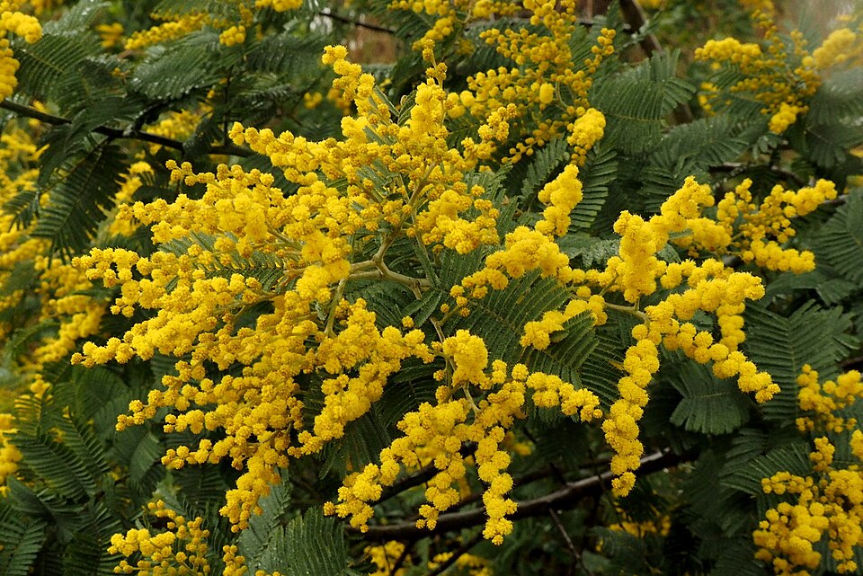 Silver Wattle
