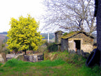 Silver Wattle