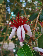 Pineapple Guava 'Mammouth'
