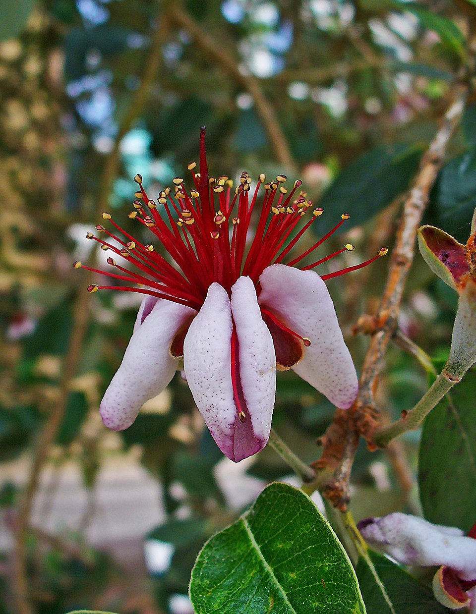 Pineapple Guava 'Mammouth'