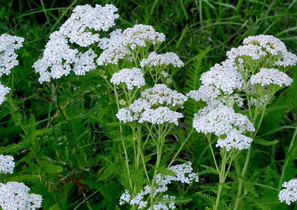 Yarrow