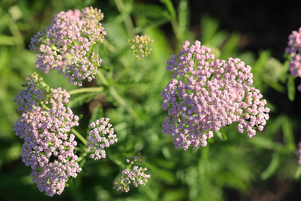 Yarrow 'Cerise Queen'