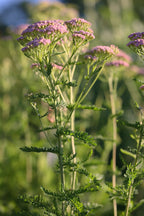 Yarrow 'Cerise Queen'
