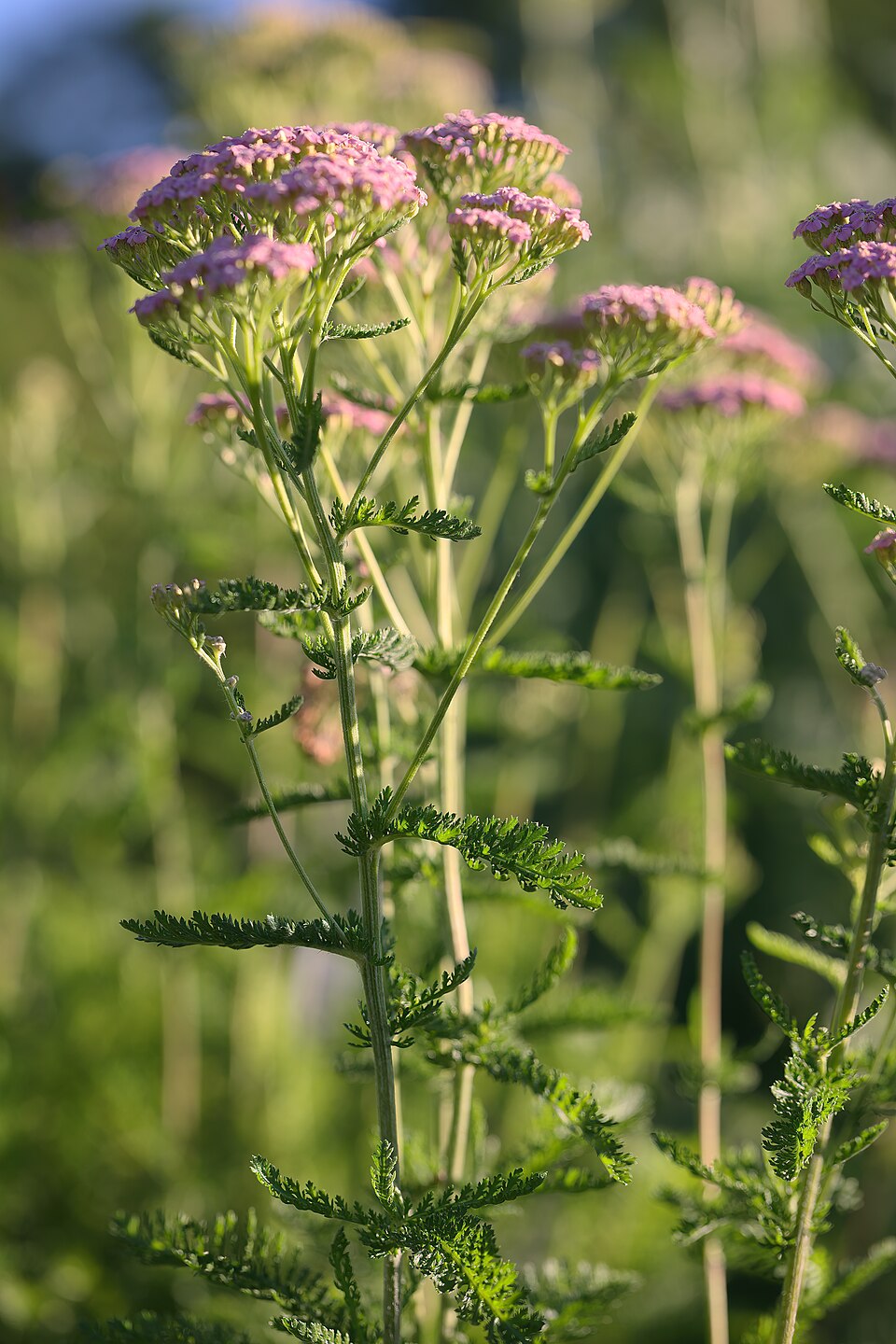 Yarrow 'Cerise Queen'