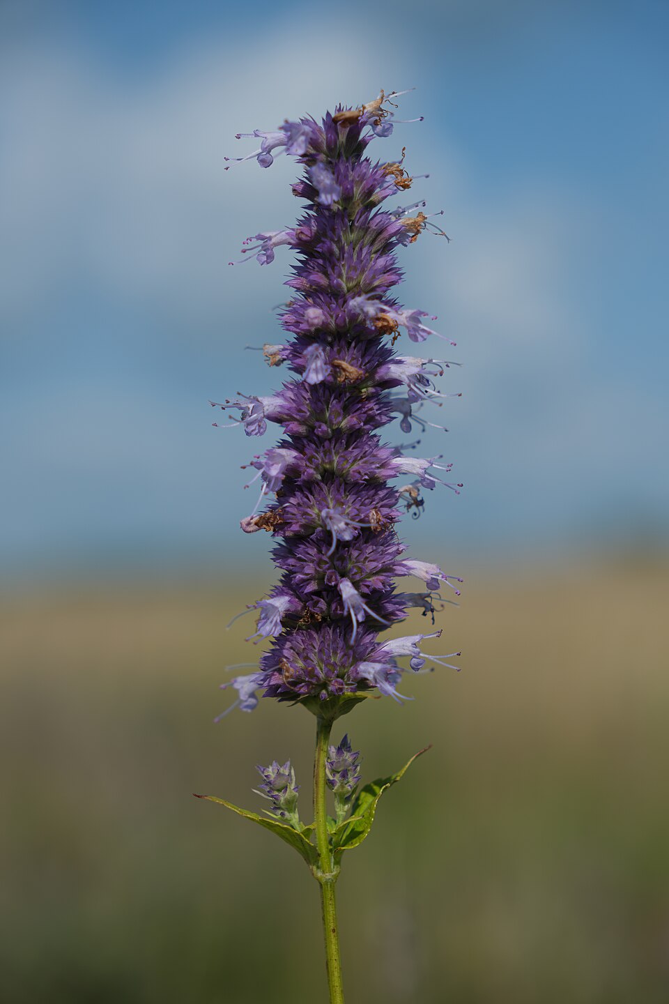 Anise Hyssop