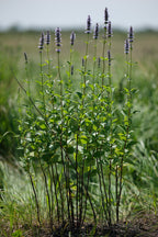 Anise Hyssop