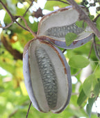 Chocolate Vine 'Alba'