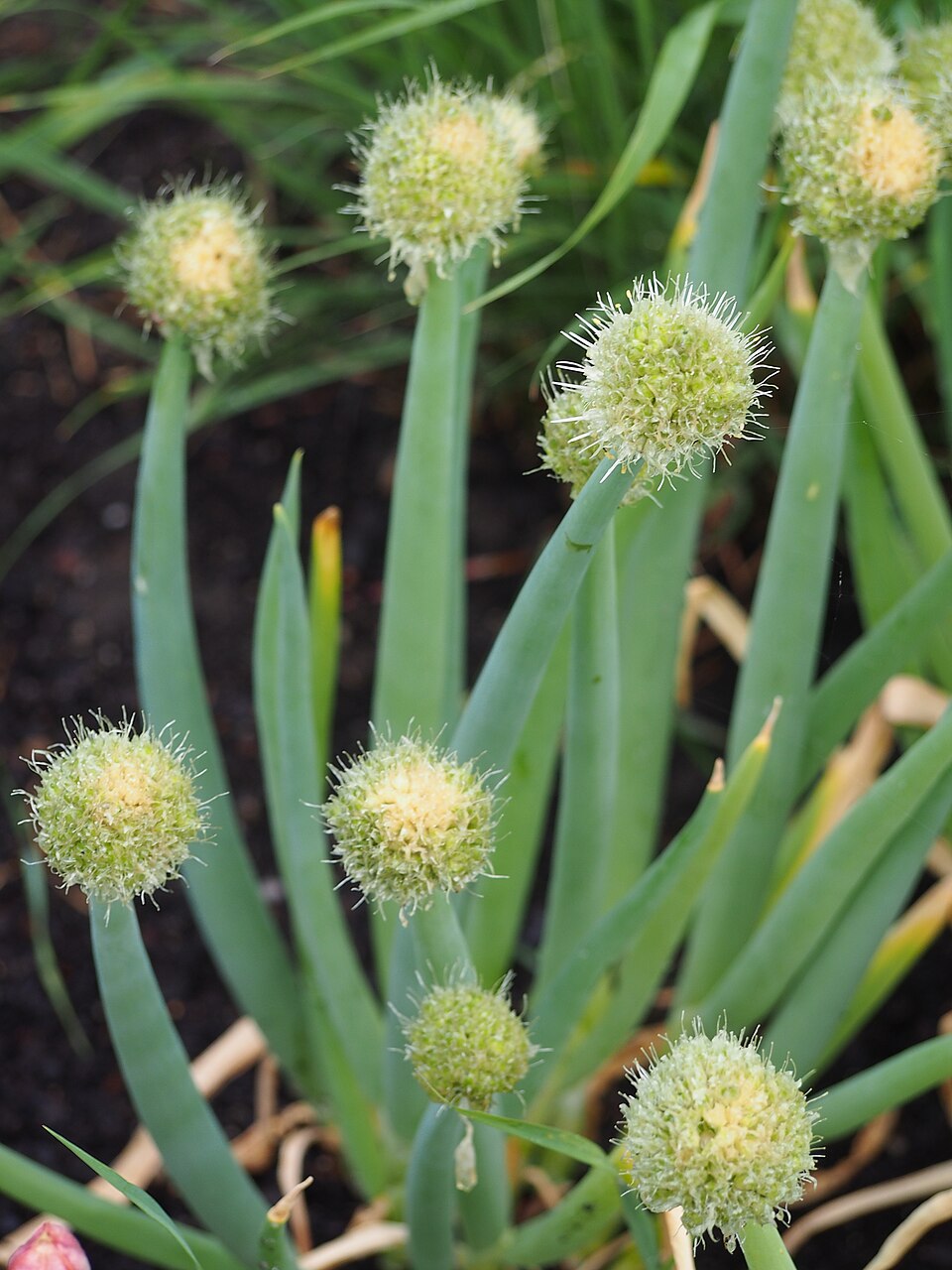 Altai Onion
