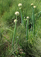 Altai Onion