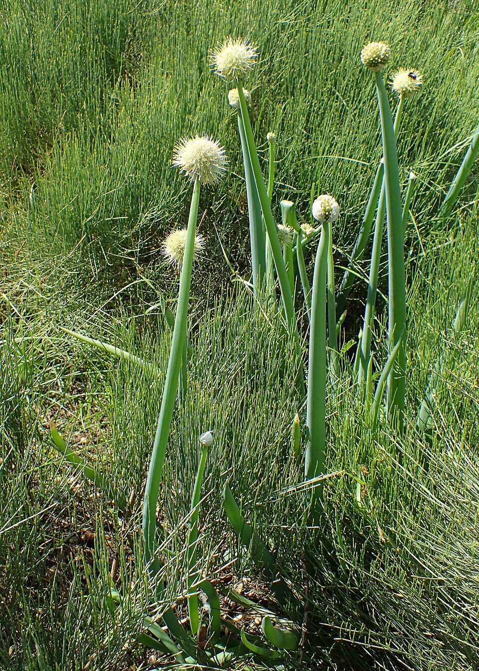 Altai Onion