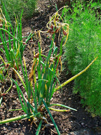 Egyptian Onion