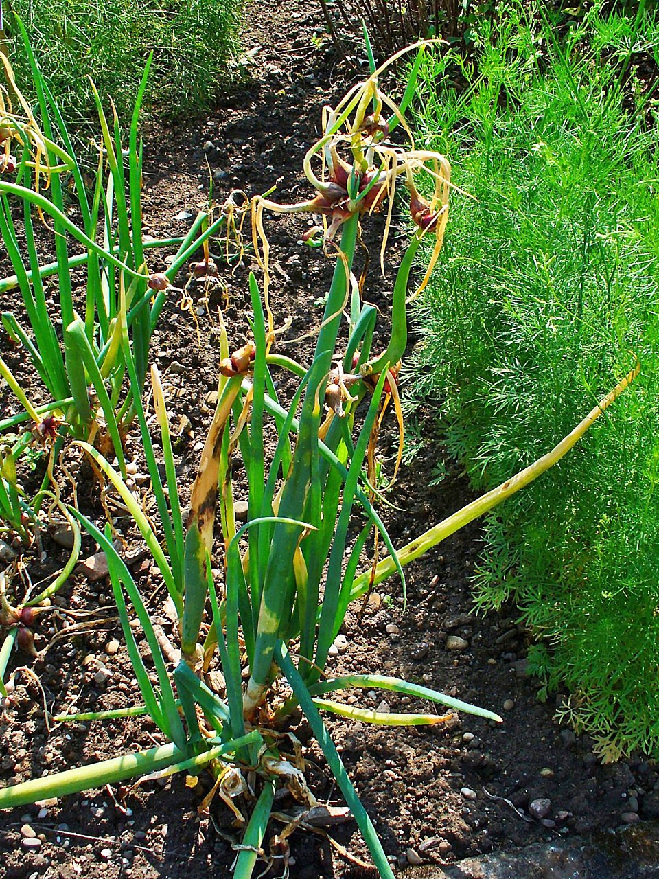 Egyptian Onion
