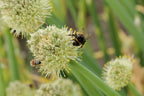 Welsh Onion
