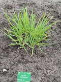 Red Welsh Onion