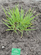 Red Welsh Onion