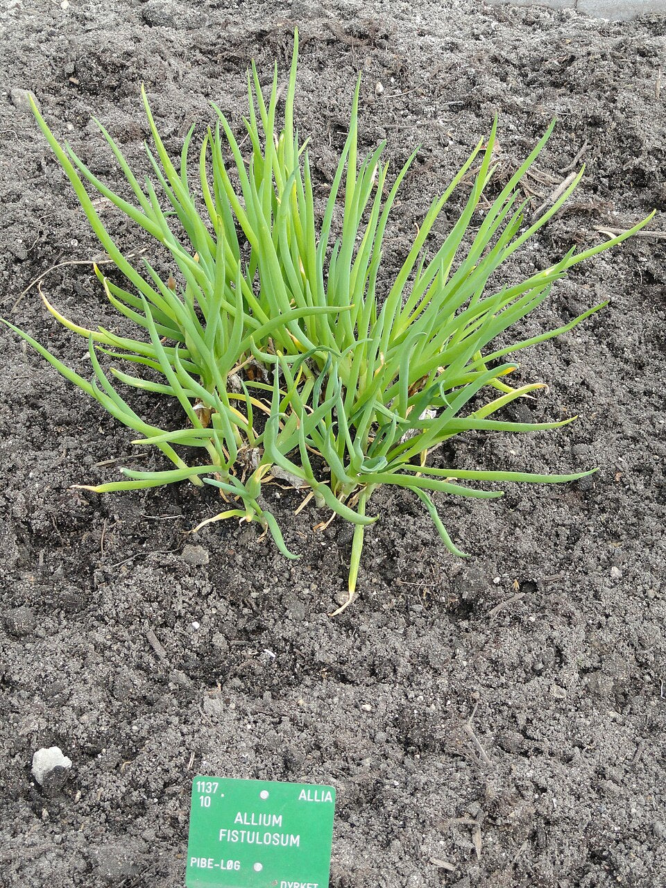 Red Welsh Onion