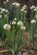 Welsh Onion